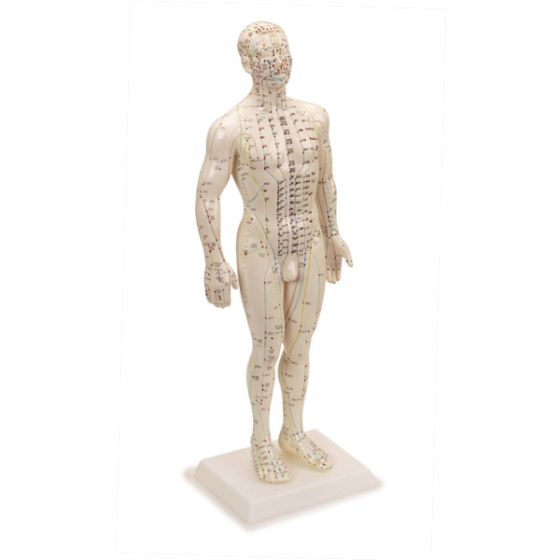 20" Human Acupuncture Model - 360 Points & 14 Meridians