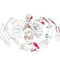 3B Scientific Anatomical Model, Disarticulated Painted Full Skeleton