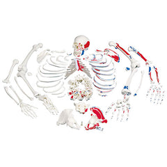 3B Scientific Anatomical Model, Disarticulated Painted Full Skeleton