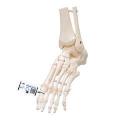 3B Scientific Anatomical Model, Foot and Ankle Skeleton, Elastic Mounted, Includes 3B Smart Anatomy