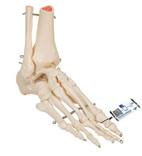 3B Scientific Anatomical Model, Human Foot and Ankle Skeleton, Wire Mounted, Includes 3B Smart Anatomy