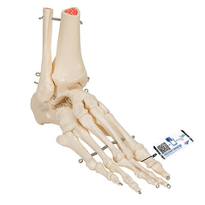 3B Scientific Anatomical Model, Human Foot and Ankle Skeleton, Wire Mounted, Includes 3B Smart Anatomy