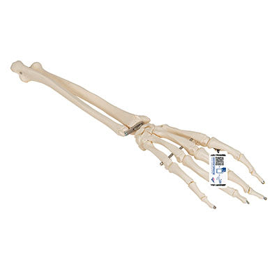 3B Scientific Anatomical Model, Human Hand Skeleton Model with Ulna and Radius, Wire Mounted, Includes 3B Smart Anatomy