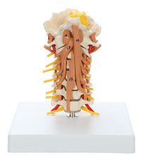 Rudiger Anatomie Cervical Spine with Muscles