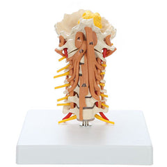 Rudiger Anatomie Cervical Spine with Muscles