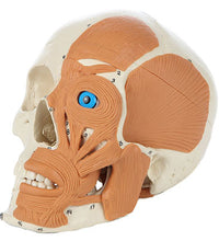 Rudiger Anatomie 4-Part Human Skull with Facial Musculature