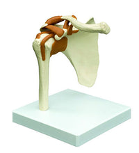 Rudiger Anatomie Functional Shoulder Joint with Ligaments