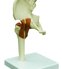 Rudiger Anatomie Functional Hip Joint with Ligaments