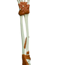 Rudiger Anatomie Hand and Elbow joint model