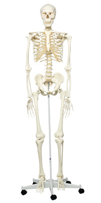 3B Scientific Anatomical Model - Stan the classic skeleton on roller stand - Includes 3B Smart Anatomy