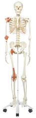 3B Scientific Anatomical Model - Leo the ligament skeleton on roller stand - Includes 3B Smart Anatomy