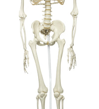 3B Scientific Anatomical Model - Phil the physiological skeleton on hanging roller stand - Includes 3B Smart Anatomy