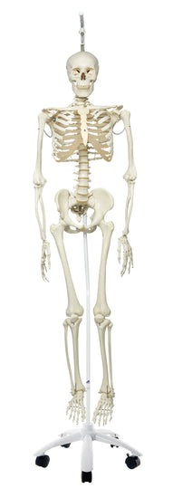 3B Scientific Anatomical Model - Phil the physiological skeleton on hanging roller stand - Includes 3B Smart Anatomy