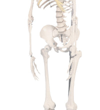 3B Scientific Anatomical Model - Shorty the mini skeleton on hanging stand - Includes 3B Smart Anatomy