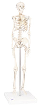 3B Scientific Anatomical Model - Shorty the mini skeleton on mounted base - Includes 3B Smart Anatomy