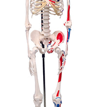 3B Scientific Anatomical Model - Shorty the mini skeleton with muscles on hanging stand - Includes 3B Smart Anatomy