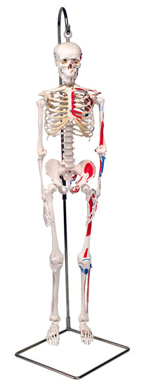 3B Scientific Anatomical Model - Shorty the mini skeleton with muscles on hanging stand - Includes 3B Smart Anatomy