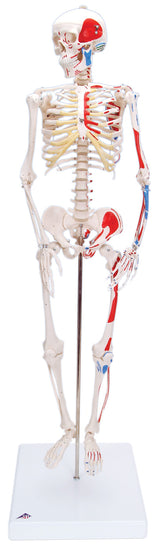 3B Scientific Anatomical Model - Shorty the mini skeleton with muscles on mounted base - Includes 3B Smart Anatomy