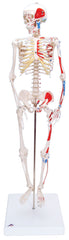 3B Scientific Anatomical Model - Shorty the mini skeleton with muscles on mounted base - Includes 3B Smart Anatomy