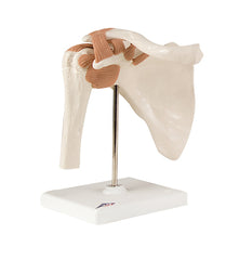 3B Scientific Anatomical Model - functional shoulder joint - Includes 3B Smart Anatomy