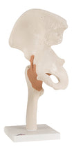 3B Scientific Anatomical Model - functional hip joint - Includes 3B Smart Anatomy