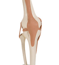 3B Scientific Anatomical Model - functional knee joint - Includes 3B Smart Anatomy