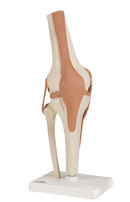 3B Scientific Anatomical Model - functional knee joint - Includes 3B Smart Anatomy