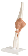 3B Scientific Anatomical Model - functional elbow joint - Includes 3B Smart Anatomy