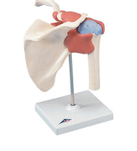 3B Scientific Anatomical Model - functional shoulder joint, deluxe - Includes 3B Smart Anatomy