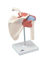 3B Scientific Anatomical Model - functional shoulder joint, deluxe - Includes 3B Smart Anatomy