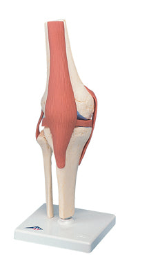 3B Scientific Anatomical Model - functional knee joint, deluxe - Includes 3B Smart Anatomy