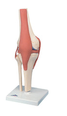 3B Scientific Anatomical Model - functional knee joint, deluxe - Includes 3B Smart Anatomy