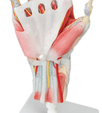 3B Scientific Anatomical Model - hand skeleton with removable ligaments & muscles, 4-part - Includes 3B Smart Anatomy