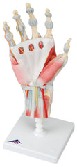 3B Scientific Anatomical Model - hand skeleton with removable ligaments & muscles, 4-part - Includes 3B Smart Anatomy