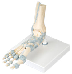 3B Scientific Anatomical Model - foot skeleton with ligaments - Includes 3B Smart Anatomy