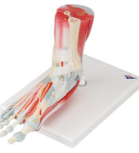 3B Scientific Anatomical Model - foot skeleton with removable ligaments & muscles, 6-part - Includes 3B Smart Anatomy