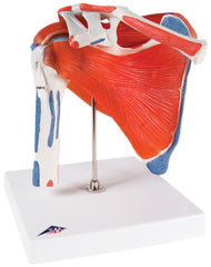 3B Scientific Anatomical Model - shoulder joint with rotator cuff - Includes 3B Smart Anatomy