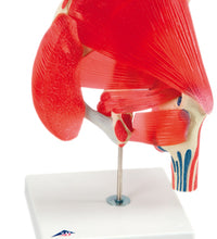 3B Scientific Anatomical Model - hip joint with removable muscles, 7-part - Includes 3B Smart Anatomy