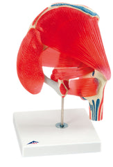 3B Scientific Anatomical Model - hip joint with removable muscles, 7-part - Includes 3B Smart Anatomy