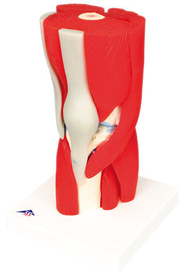 3B Scientific Anatomical Model - knee joint with removable muscles, 12-part - Includes 3B Smart Anatomy