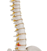 3B Scientific Anatomical Model - flexible spine, classic, with femur heads - Includes 3B Smart Anatomy