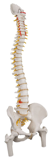 3B Scientific Anatomical Model - flexible spine, classic, with femur heads - Includes 3B Smart Anatomy