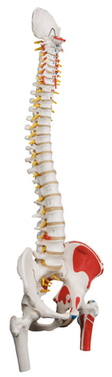 3B Scientific Anatomical Model - flexible spine, classic, with femur heads, muscles - Includes 3B Smart Anatomy