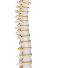 3B Scientific Anatomical Model - flexible spine, classic, with female pelvis - Includes 3B Smart Anatomy