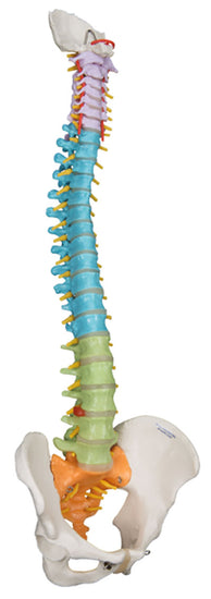 3B Scientific Anatomical Model - flexible spine, didactic - Includes 3B Smart Anatomy