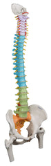 3B Scientific Anatomical Model - flexible spine, didactic with femur heads - Includes 3B Smart Anatomy