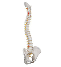 3B Scientific Anatomical Model - highly flexible flexible spine without stand - Includes 3B Smart Anatomy