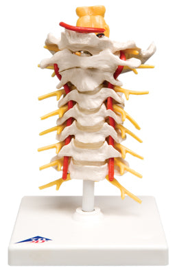 3B Scientific Anatomical Model - cervical spinal column - Includes 3B Smart Anatomy