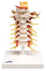 3B Scientific Anatomical Model - cervical spinal column - Includes 3B Smart Anatomy