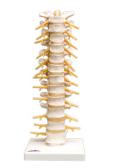 3B Scientific Anatomical Model - thoracic spinal column - Includes 3B Smart Anatomy